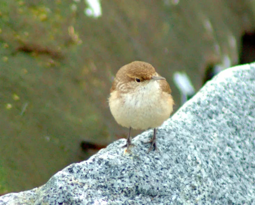 File:Salpinctes obsoletus Vancouver 3.jpg