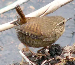 File:Troglodytes pacificus US-NPS.jpg