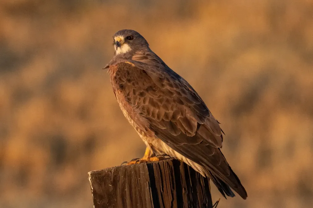 File:Buteo swainsoni - 2021.jpg