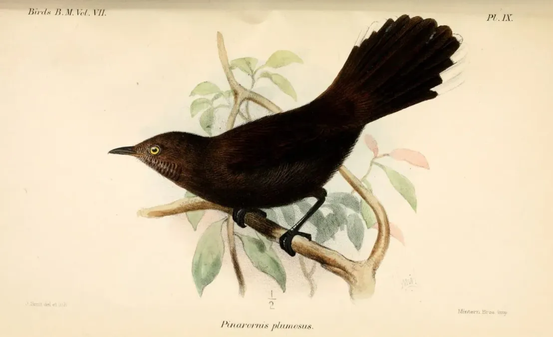 File:PinarornisPlumosusSmit.jpg