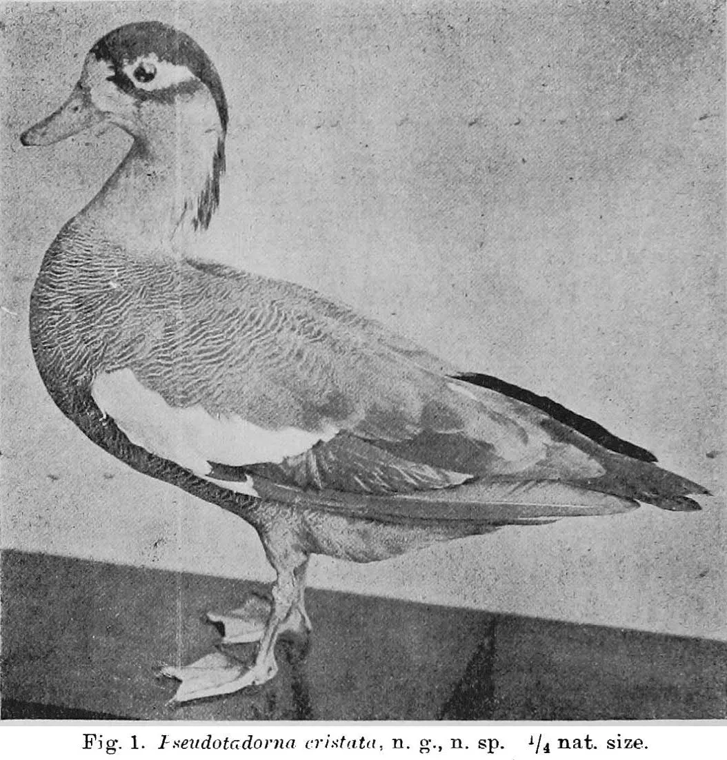 File:Tadorna cristata (Kuroda, 1917) (Tori).jpg