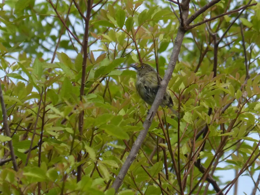 File:White-eyed vireo (Vireo griseus bermudianus) in Fiddlewood (Citharexylum spinosum), Bermuda.jpg