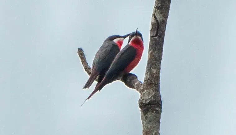 File:Merops malimbicus (cropped2).jpg