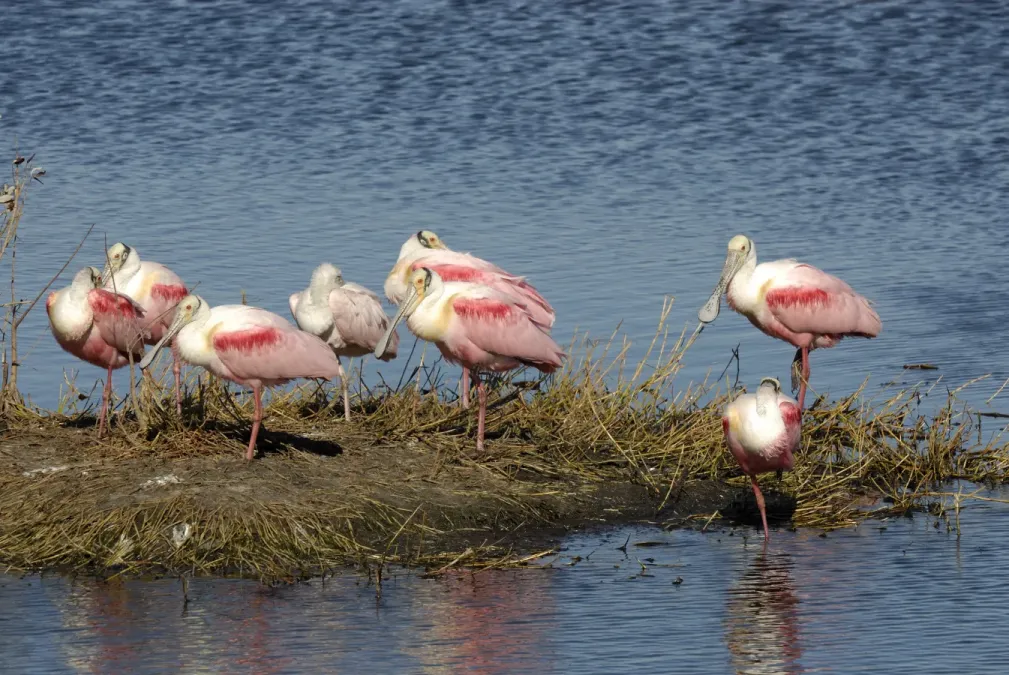 File:Rosa Löffler (Platalea ajaja)-001.jpg
