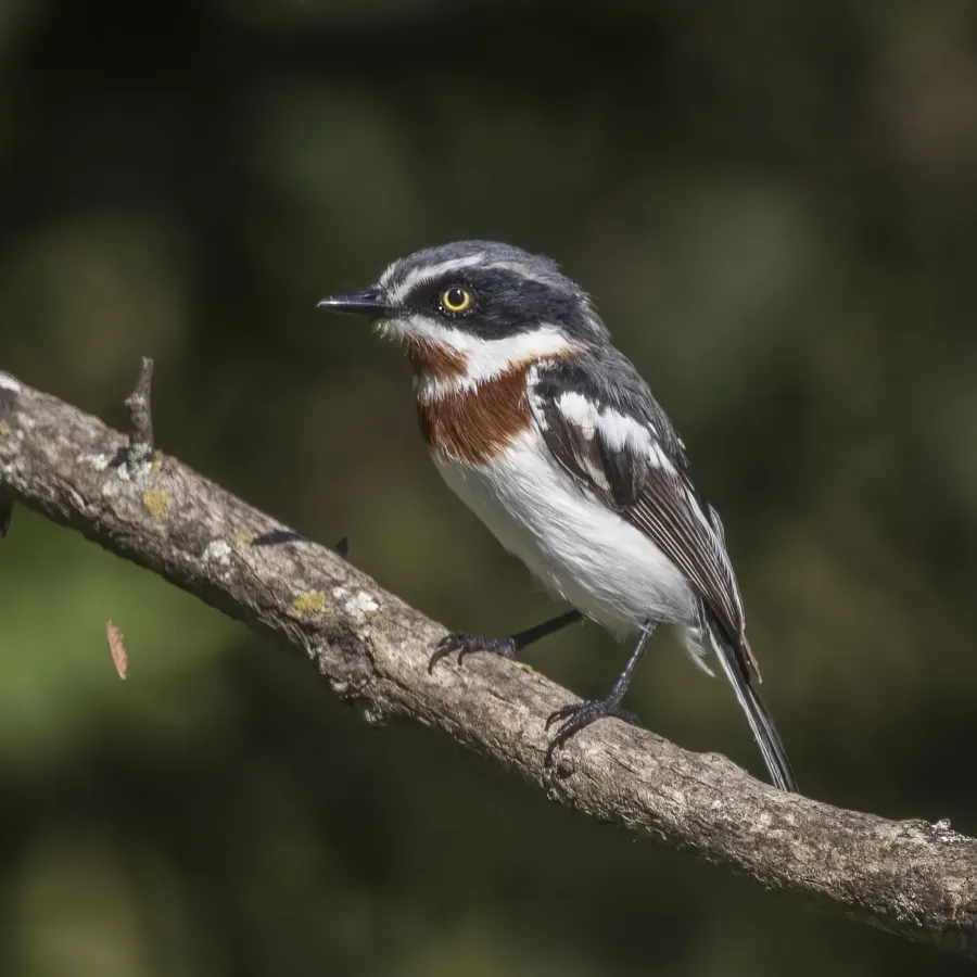 File:Chinspot batis (Batis molitor palliditergum) female.jpg