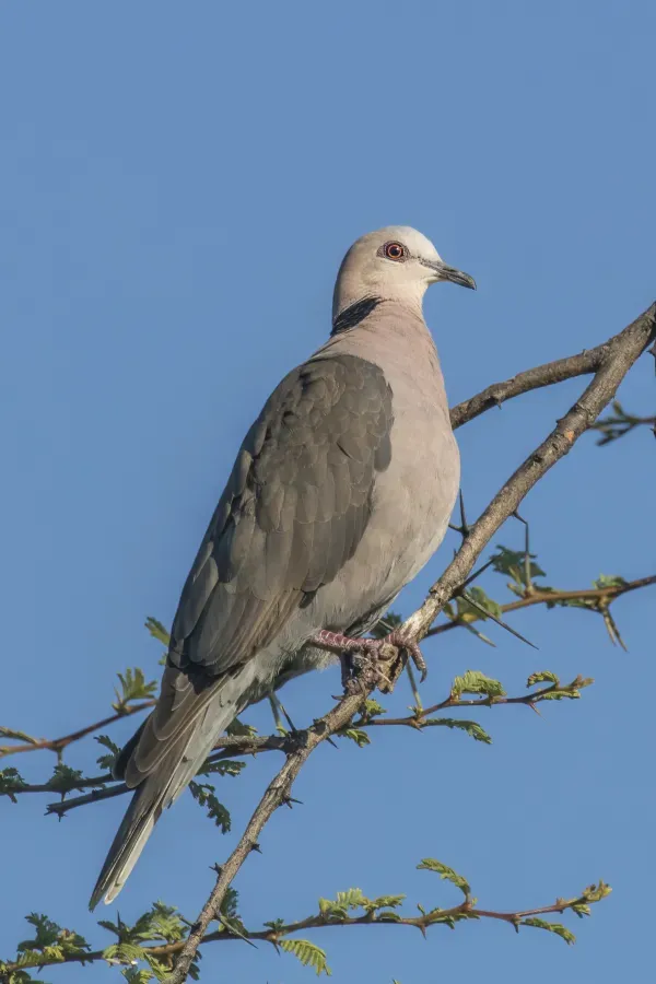 File:Red-eyed dove (Streptopelia semitorquata).jpg