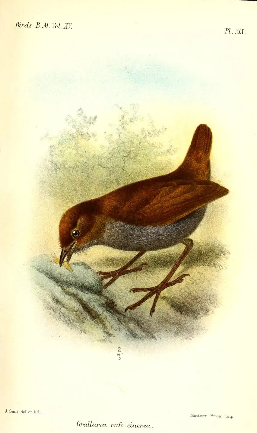 File:GrallariaRufocinereaSmit.jpg