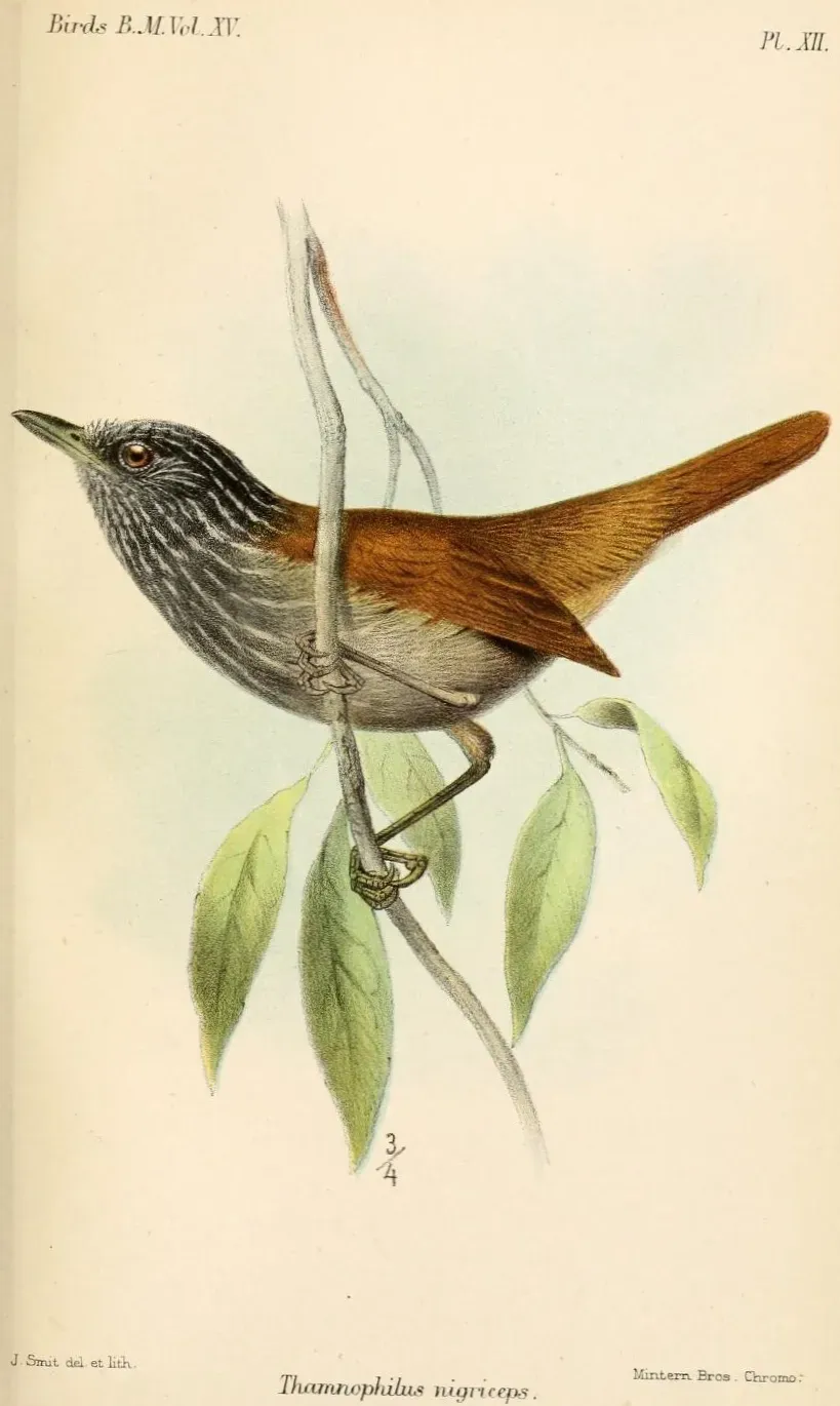 File:ThamnophilusNigricepsSmit.jpg