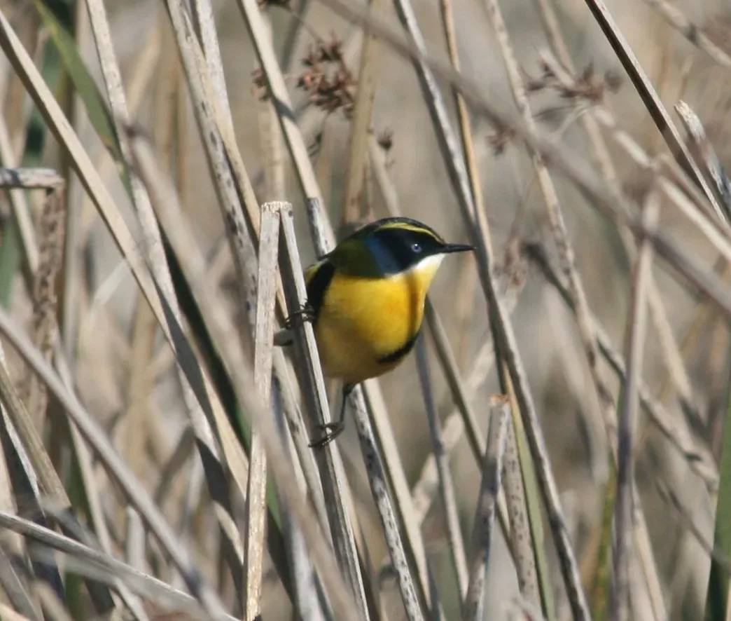 File:Tachuris rubrigastra 2.JPG