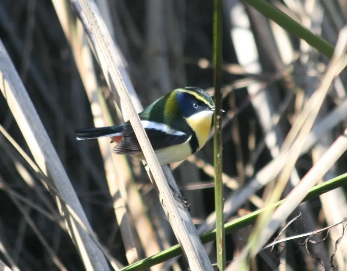 File:Tachuris rubrigastra 3.JPG
