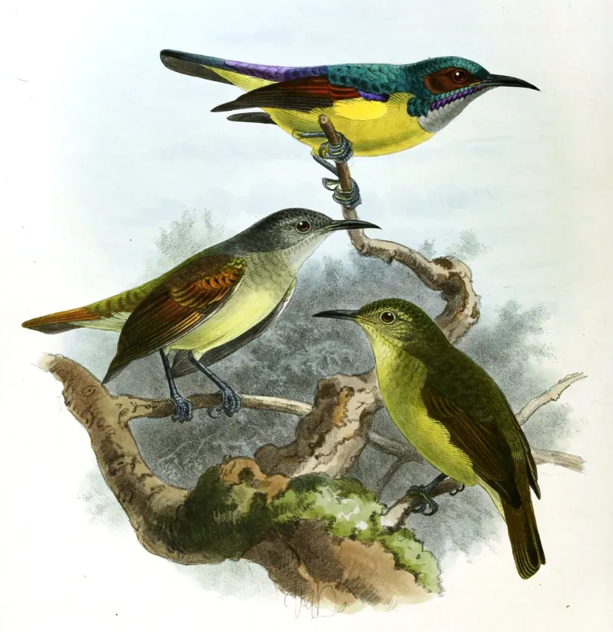 File:Anthreptes griseigularis Keulemans (cropped).jpg