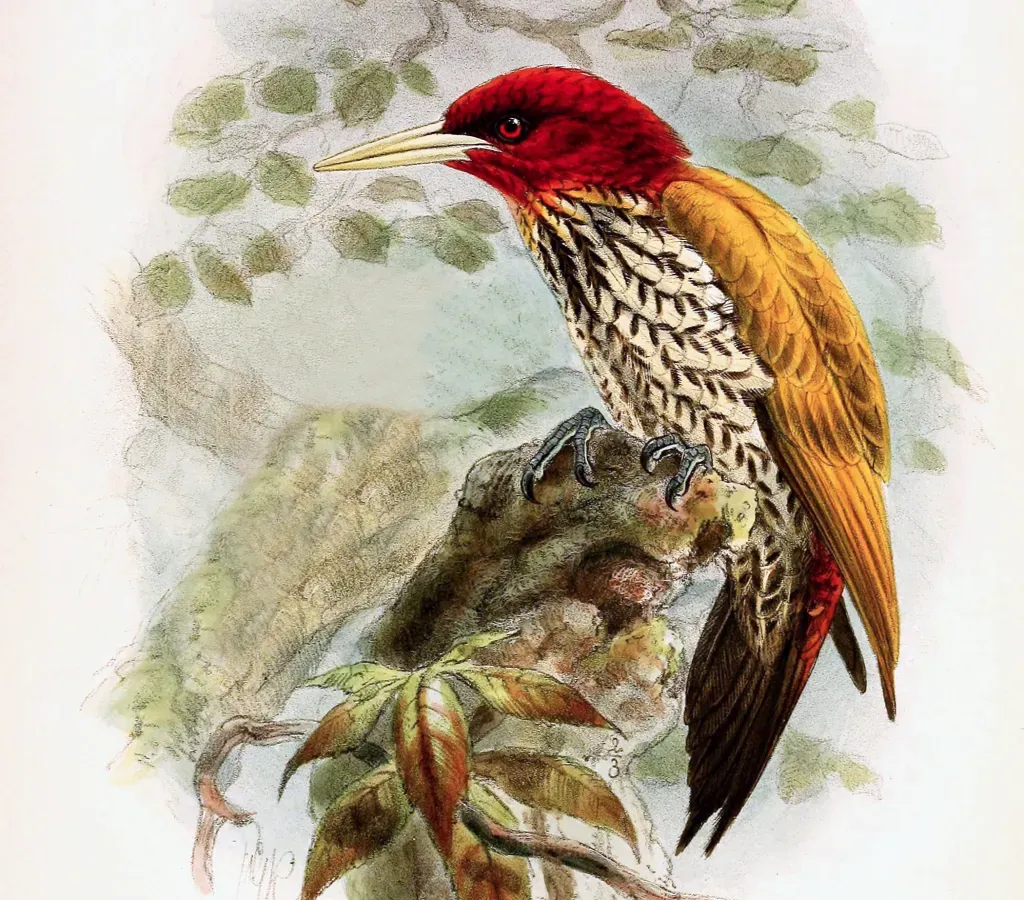 File:Chrysocolaptes erythrocephalus - Keulemans (cropped).jpg