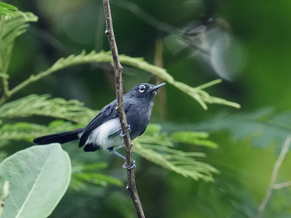 File:Polioptila schistaceigula - Slate-throated Gnatcatcher - male (cropped).jpg