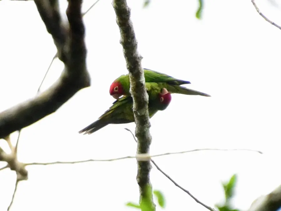 File:Psittacara erythrogenys, Manabi, Ecuador 1.jpg