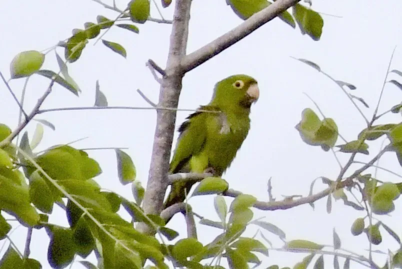 File:Psittacara erythrogenys, Guayas, Ecuador 2.jpg