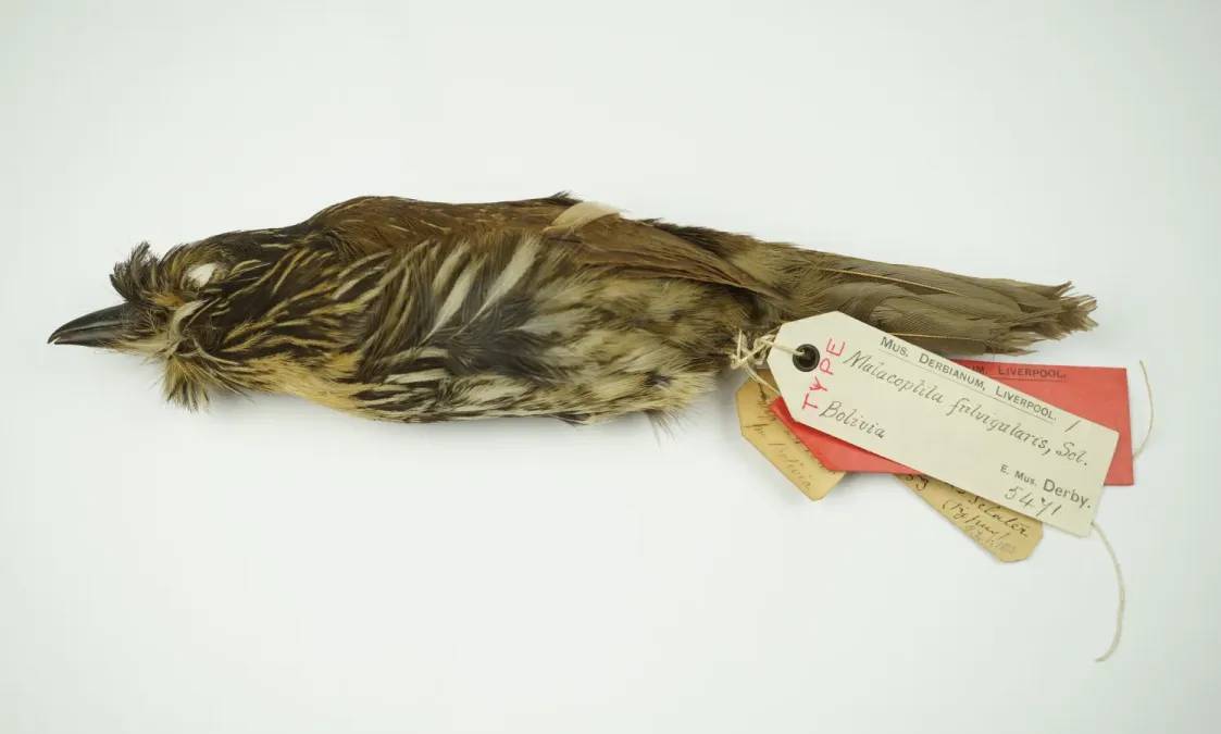 File:NML-VZ D5471 Malacoptila fulvogularis.jpg
