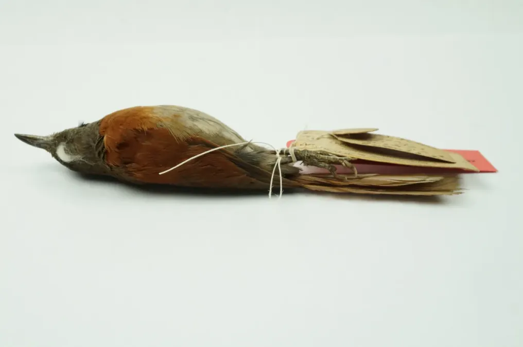 File:NML-VZ D4943 Synallaxis erythrothorax.jpg