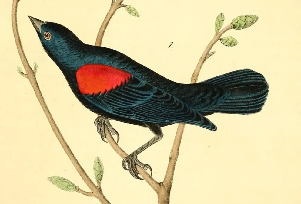 File:The birds of America (Pl. 215) Agelaius assimilis (cropped2).jpg