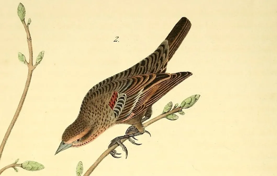 File:The birds of America (Pl. 215) Agelaius assimilis (cropped3).jpg