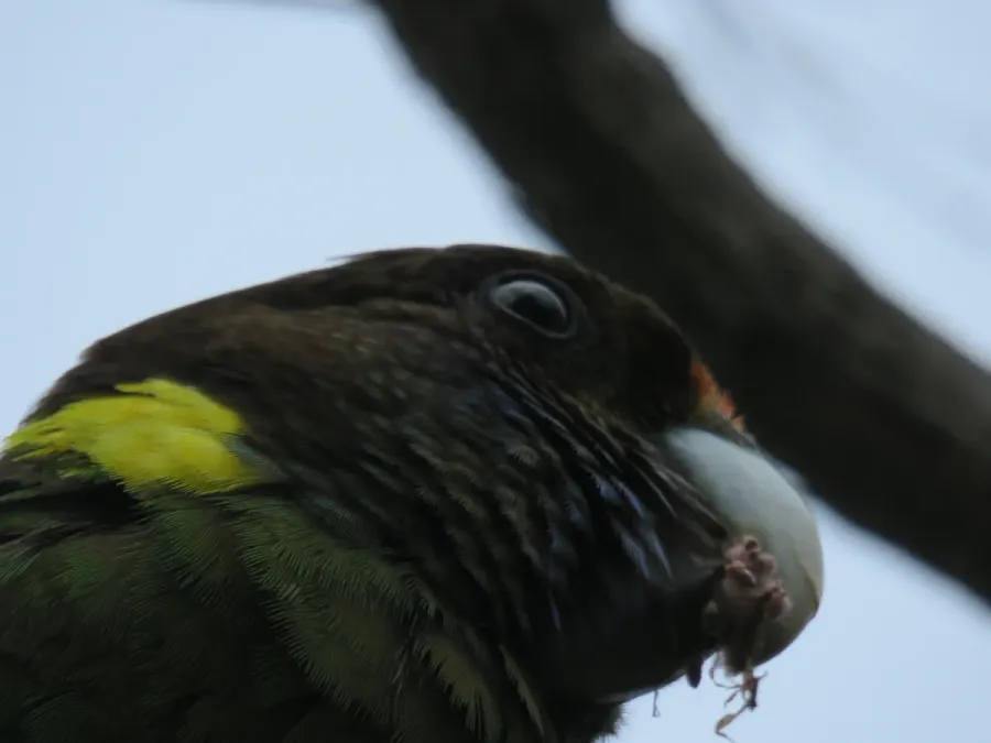 File:Twenty-eight parrot (Barnardius zonarius) at Len Howard Conservation Park, October 2021 01.jpg