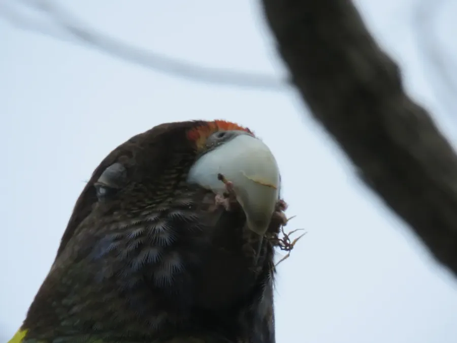 File:Twenty-eight parrot (Barnardius zonarius) at Len Howard Conservation Park, October 2021 02.jpg