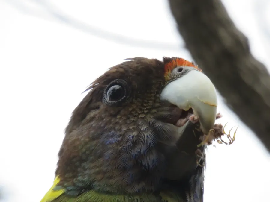 File:Twenty-eight parrot (Barnardius zonarius) at Len Howard Conservation Park, October 2021 03.jpg