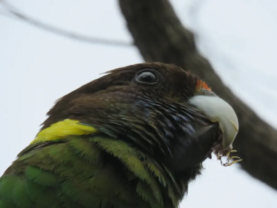 File:Twenty-eight parrot (Barnardius zonarius) at Len Howard Conservation Park, October 2021 04.jpg