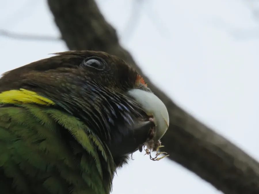 File:Twenty-eight parrot (Barnardius zonarius) at Len Howard Conservation Park, October 2021 05.jpg