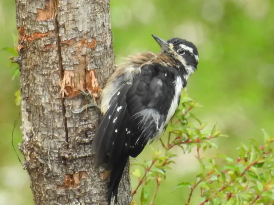 File:Dryobates villosus extimus 43606935.jpg
