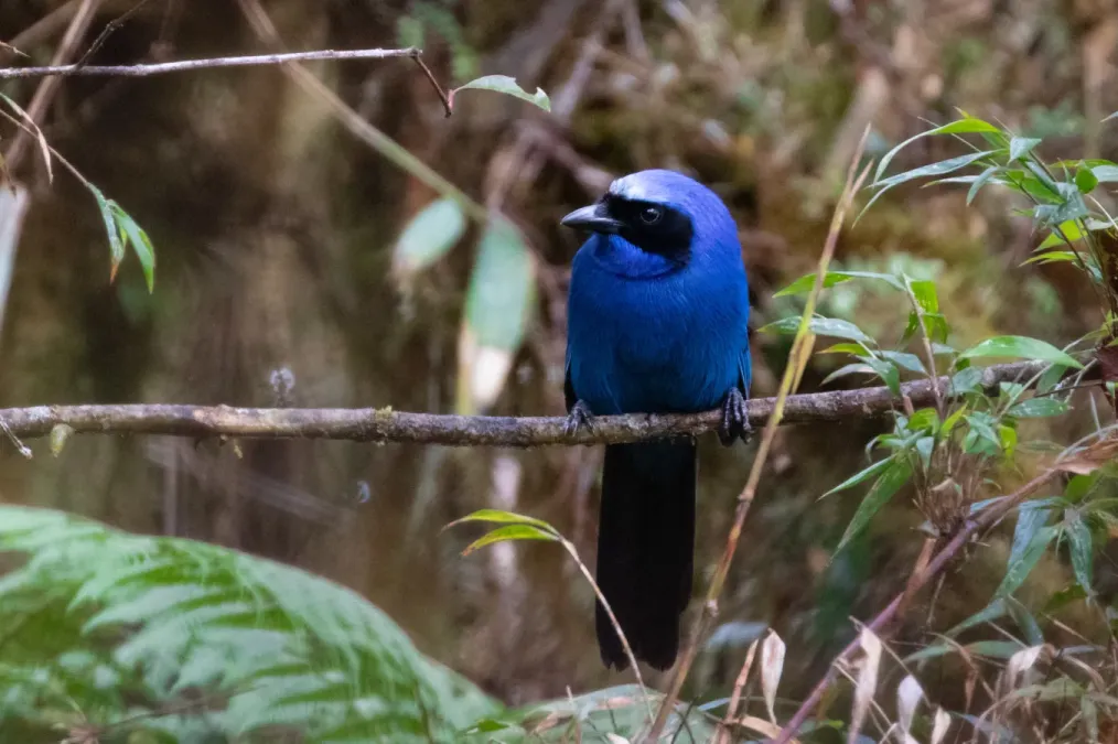 File:Cyanolyca viridicyanus 72206138.jpg