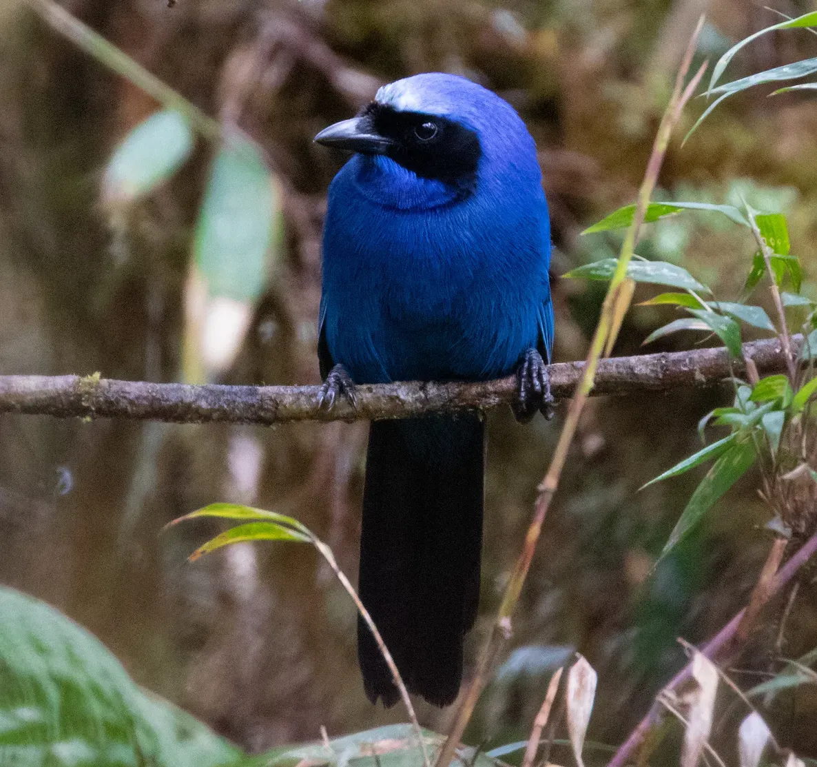 File:Cyanolyca viridicyanus 72206138 (cropped).jpg