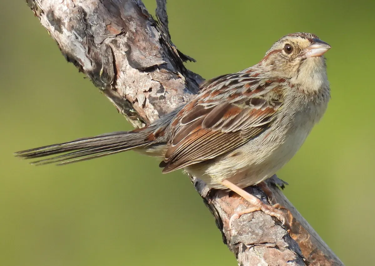 File:Peucaea aestivalis 131605655 (cropped).jpg