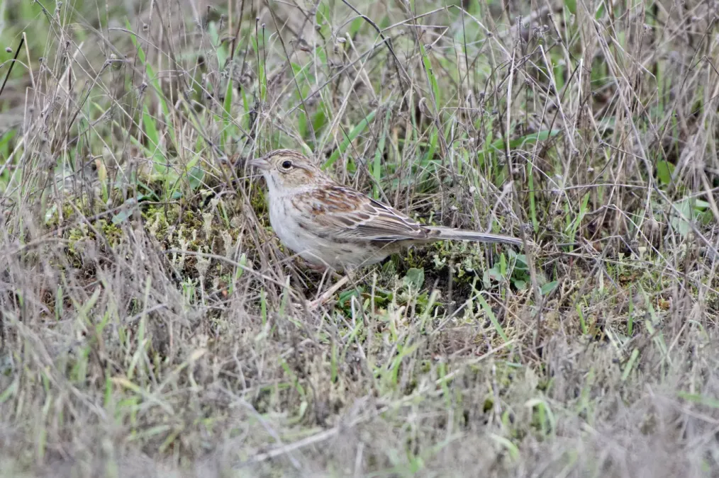 File:Peucaea cassinii 108264818.jpg