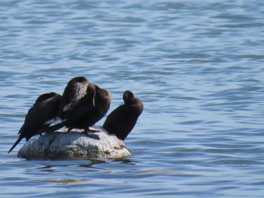 File:Little Black Cormorants (Phalacrocorax sulcirostris) at Lake Walyungup, October 2021 02.jpg