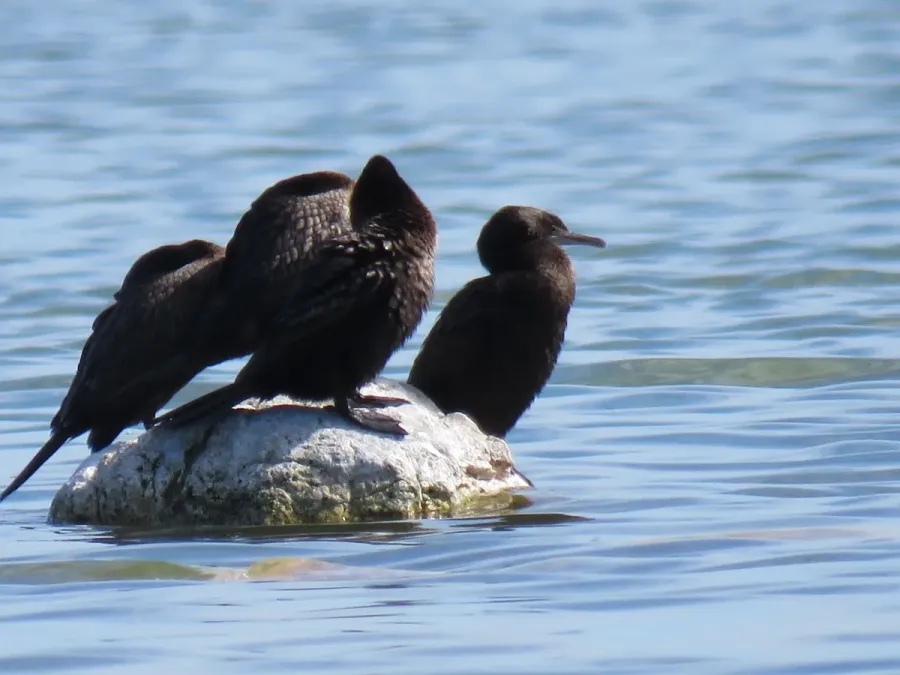 File:Little Black Cormorants (Phalacrocorax sulcirostris) at Lake Walyungup, October 2021 04.jpg