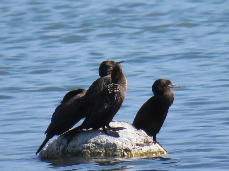 File:Little Black Cormorants (Phalacrocorax sulcirostris) at Lake Walyungup, October 2021 06.jpg