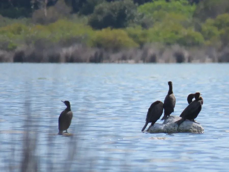 File:Little Black Cormorants (Phalacrocorax sulcirostris) at Lake Walyungup, October 2021 07.jpg