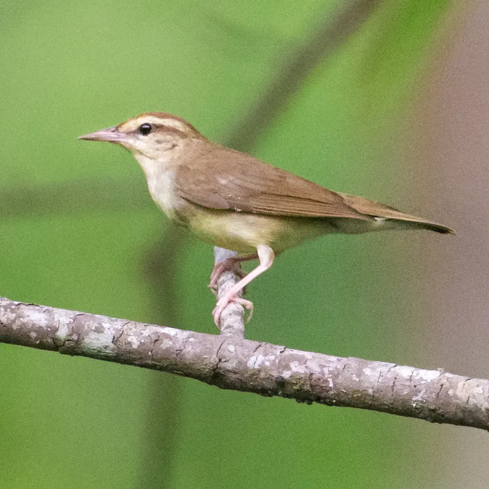 File:Limnothlypis swainsonii 8087280.jpg
