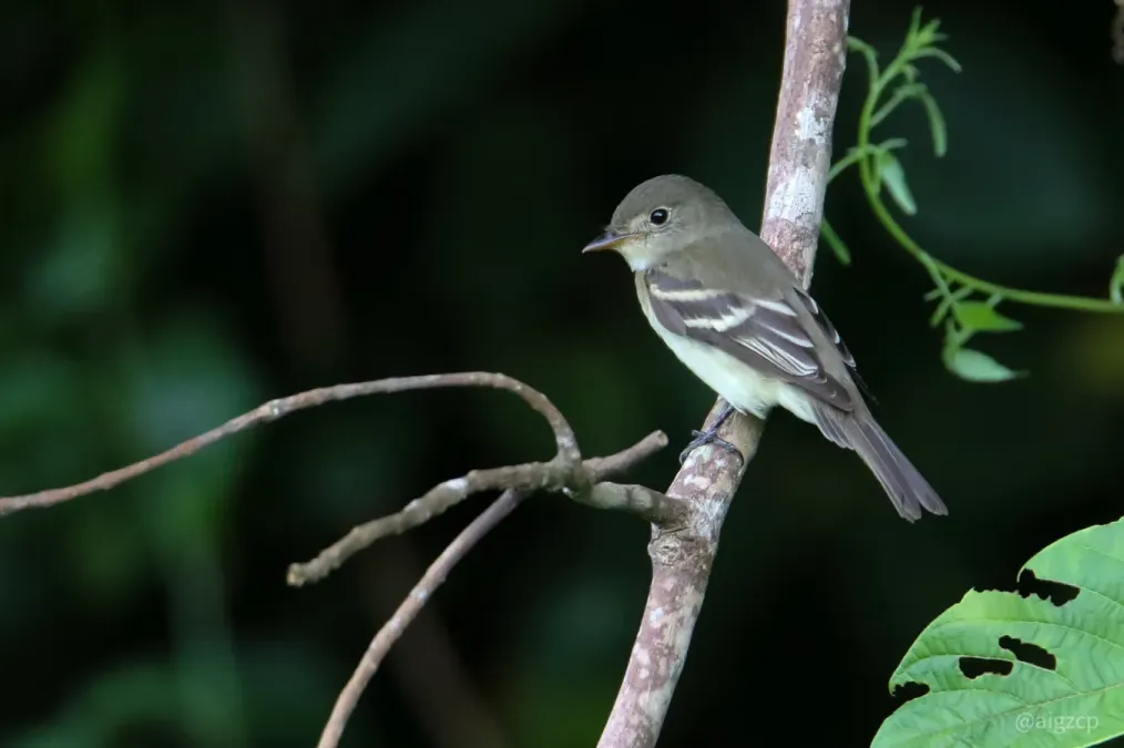 File:Empidonax virescens 99136793.jpg