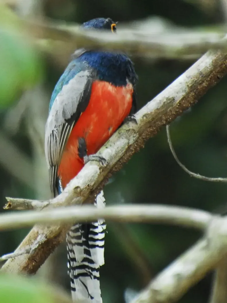 File:Trogon curucui 1.JPG