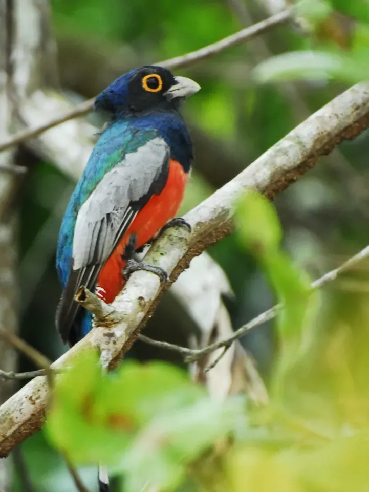 File:Trogon curucui 2.jpg