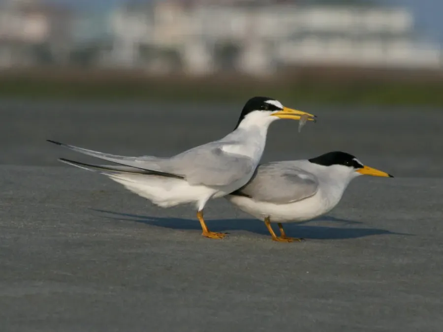 File:Least Tern (Sternula antillarum) RWD1.jpg