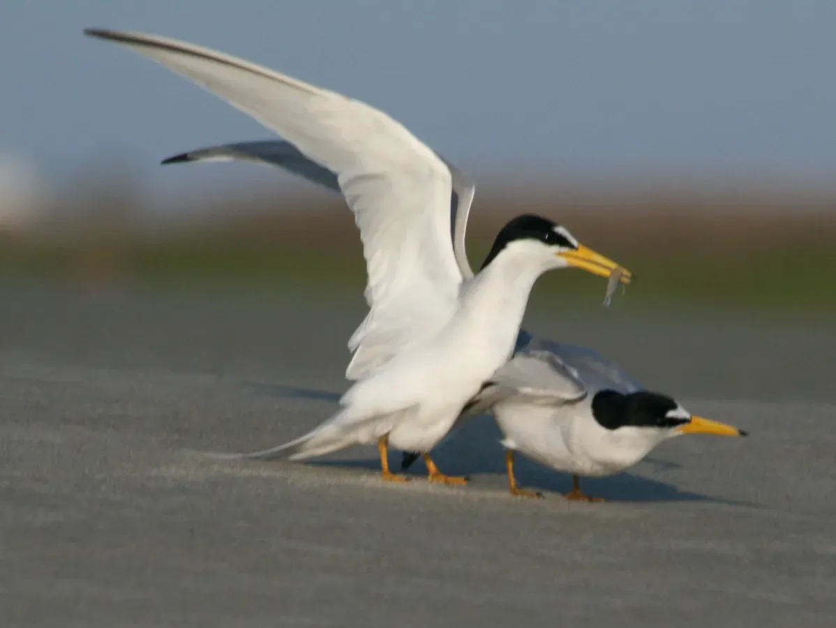 File:Least Tern (Sternula antillarum) RWD2.jpg