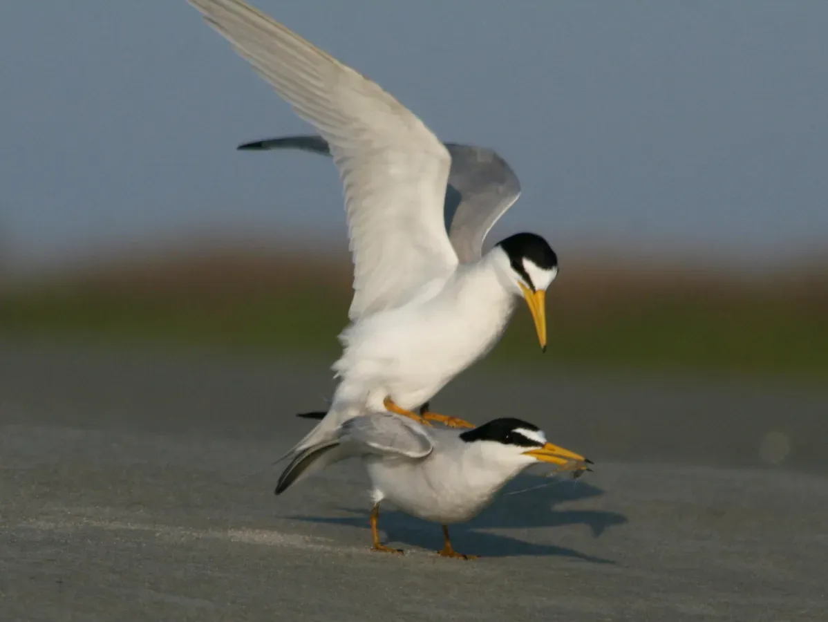 File:Least Tern (Sternula antillarum) RWD4.jpg