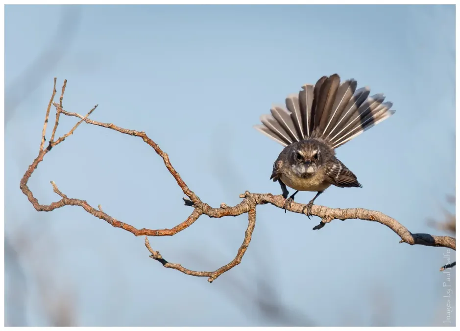 File:Mangrove fantail, Rhipidura phasiana.jpg