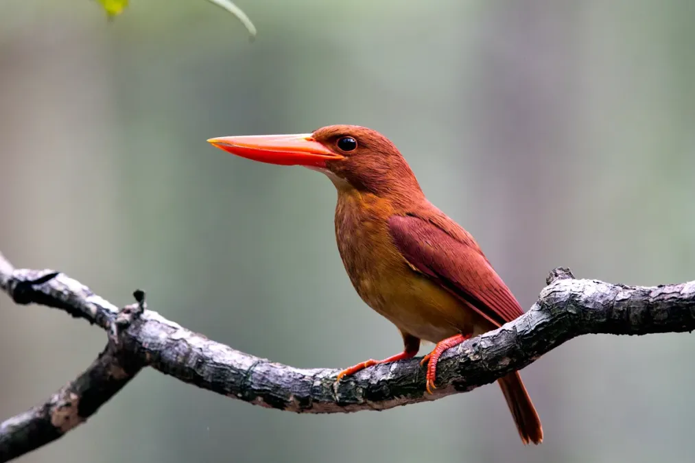 File:Ruddy Kingfisher, Halcyon coromanda.jpg