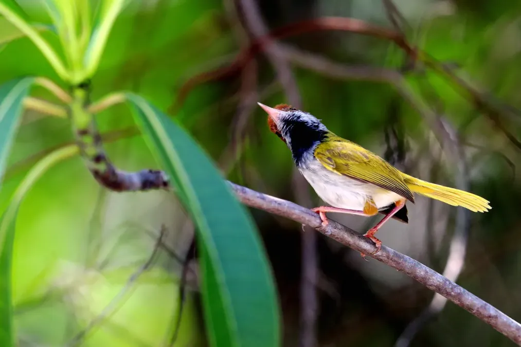 File:Dark-necked tailorbird, Orthotomus atrogularis.jpg