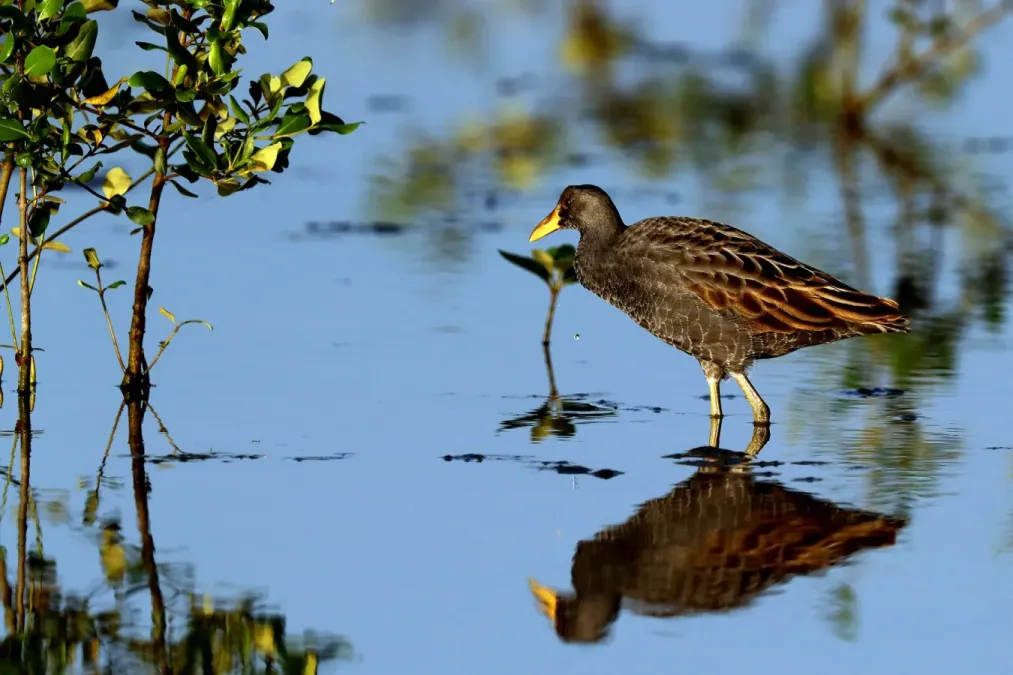 File:Watercock, Gallicrex cinerea.jpg