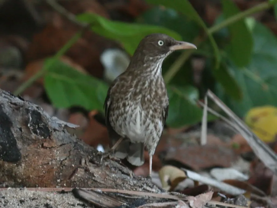 File:Pearly-eyed Thrasher (Margarops fuscatus) RWD6.jpg