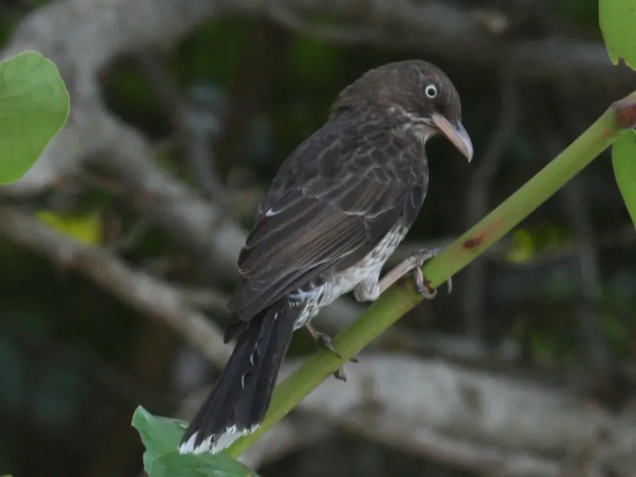 File:Pearly-eyed Thrasher (Margarops fuscatus) RWD5.jpg